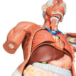 Life-Size Human Male Muscular Figure, 37 part - 3B Smart Anatomy