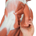 Life-Size Human Male Muscular Figure, 37 part - 3B Smart Anatomy
