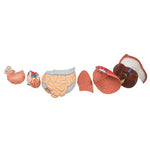 Life-Size Human Male Muscular Figure, 37 part - 3B Smart Anatomy