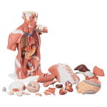 Life-Size Human Muscle Torso Model, 27 part - 3B Smart Anatomy