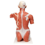Life-Size Human Muscle Torso Model, 27 part - 3B Smart Anatomy