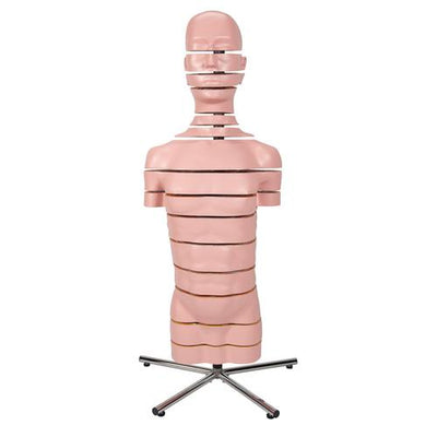 MRI Torso Model with 15 Transverse Sections - 3B Smart Anatomy
