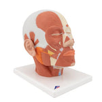 Head Musculature Model - 3B Smart Anatomy