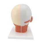Head Musculature Model - 3B Smart Anatomy