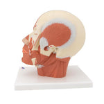 Head Musculature Model - 3B Smart Anatomy