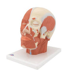 Head Musculature Model - 3B Smart Anatomy