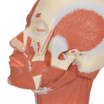 Head Musculature Model - 3B Smart Anatomy