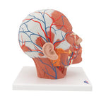 Head Musculature Model with Blood Vessels - 3B Smart Anatomy