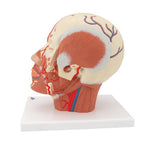 Head Musculature Model with Blood Vessels - 3B Smart Anatomy