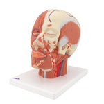 Head Musculature Model with Blood Vessels - 3B Smart Anatomy