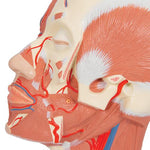 Head Musculature Model with Blood Vessels - 3B Smart Anatomy