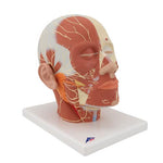 Head Musculature Model with Nerves - 3B Smart Anatomy