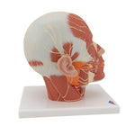 Head Musculature Model with Nerves - 3B Smart Anatomy