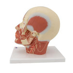 Head Musculature Model with Nerves - 3B Smart Anatomy