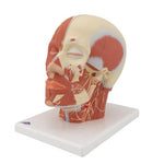 Head Musculature Model with Nerves - 3B Smart Anatomy