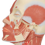 Head Musculature Model with Nerves - 3B Smart Anatomy