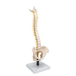 Flexible Human Spine Model with Soft Intervertebral Discs - 3B Smart Anatomy