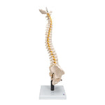 Flexible Human Spine Model with Soft Intervertebral Discs - 3B Smart Anatomy
