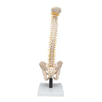 Flexible Human Spine Model with Soft Intervertebral Discs - 3B Smart Anatomy