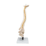 Flexible Human Spine Model with Soft Intervertebral Discs - 3B Smart Anatomy