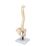 Flexible Human Spine Model with Soft Intervertebral Discs - 3B Smart Anatomy