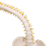 Flexible Human Spine Model with Soft Intervertebral Discs - 3B Smart Anatomy