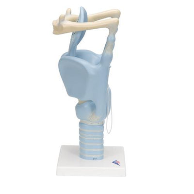 Functional Human Larynx Model, 3 times Full-Size - 3B Smart Anatomy