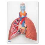 Lung Model with Larynx, 5 part - 3B Smart Anatomy