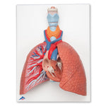 Lung Model with Larynx, 5 part - 3B Smart Anatomy