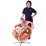 Giant Human Heart Model, 8 times Life-Size - 3B Smart Anatomy