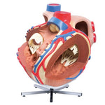 Giant Human Heart Model, 8 times Life-Size - 3B Smart Anatomy