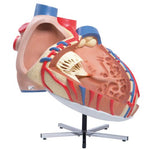 Giant Human Heart Model, 8 times Life-Size - 3B Smart Anatomy