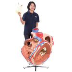 Giant Human Heart Model, 8 times Life-Size - 3B Smart Anatomy