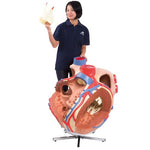 Giant Human Heart Model, 8 times Life-Size - 3B Smart Anatomy