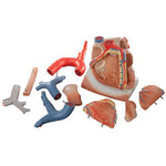 Heart and Diaphragm Model, 3 times Life-Size, 10 part - 3B Smart Anatomy