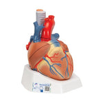 Human Heart Model, 7 part - 3B Smart Anatomy