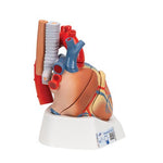 Human Heart Model, 7 part - 3B Smart Anatomy