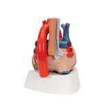 Human Heart Model, 7 part - 3B Smart Anatomy