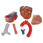 Human Heart Model, 7 part - 3B Smart Anatomy