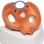 Human Heart Model, 7 part - 3B Smart Anatomy