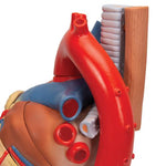 Human Heart Model, 7 part - 3B Smart Anatomy