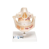 Adult Denture Model with Nerves and Roots - 3B Smart Anatomy