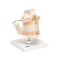 Adult Denture Model with Nerves and Roots - 3B Smart Anatomy