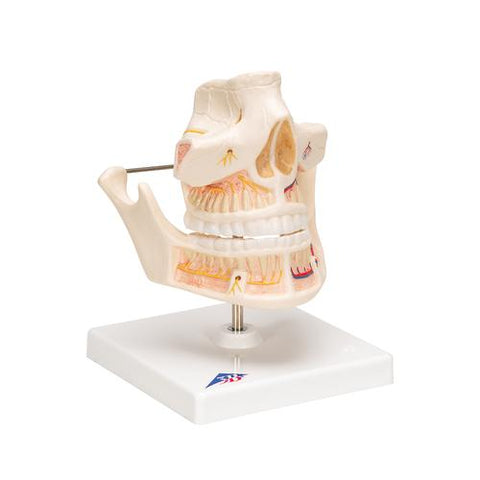 Adult Denture Model with Nerves and Roots - 3B Smart Anatomy
