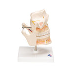 Adult Denture Model with Nerves and Roots - 3B Smart Anatomy