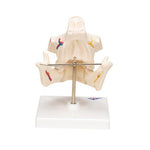 Adult Denture Model with Nerves and Roots - 3B Smart Anatomy