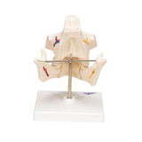 Adult Denture Model with Nerves and Roots - 3B Smart Anatomy