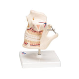 Adult Denture Model with Nerves and Roots - 3B Smart Anatomy