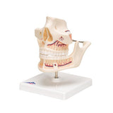 Adult Denture Model with Nerves and Roots - 3B Smart Anatomy