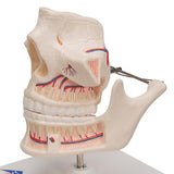 Adult Denture Model with Nerves and Roots - 3B Smart Anatomy